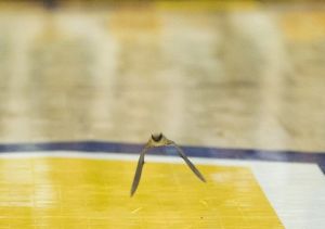 2013-01-26-bat-on-the-court-4_3